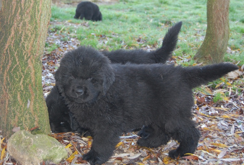 chiots Temptation et Auckland