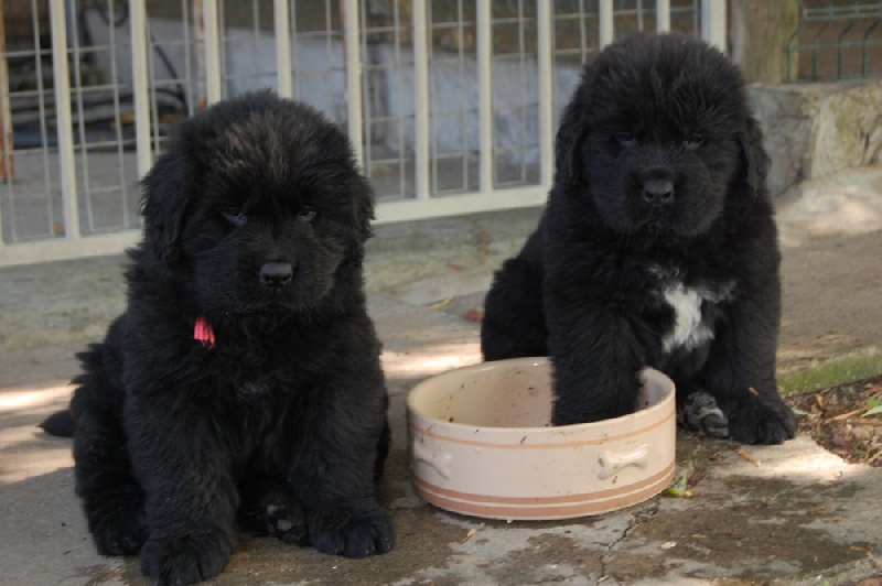 Chiots Estrela et Ericson 2013