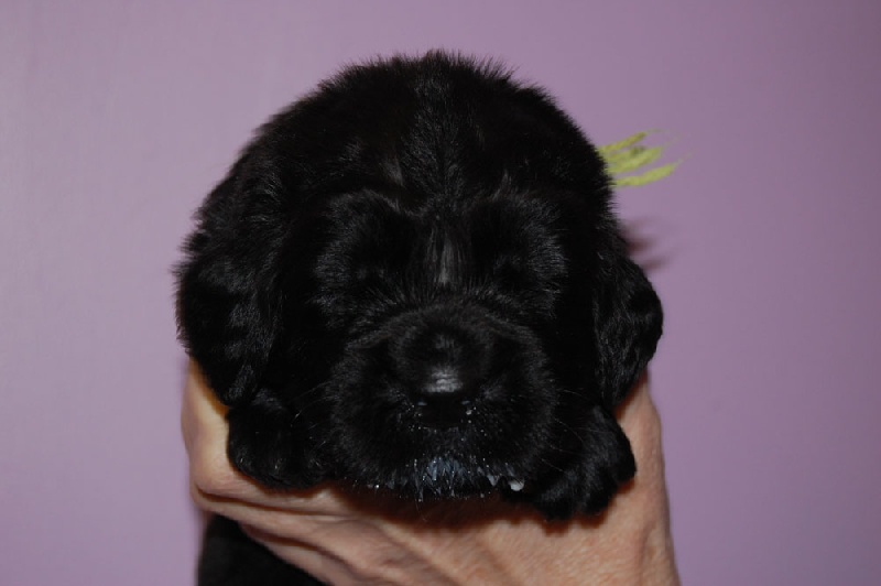 chiots Estrela et Ericson 2011