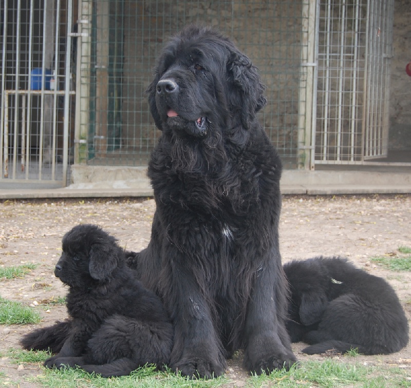 chiots Beauty et Auckland